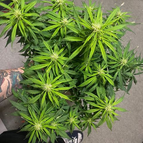 Gorilla Glue Auto growlog timeline photo