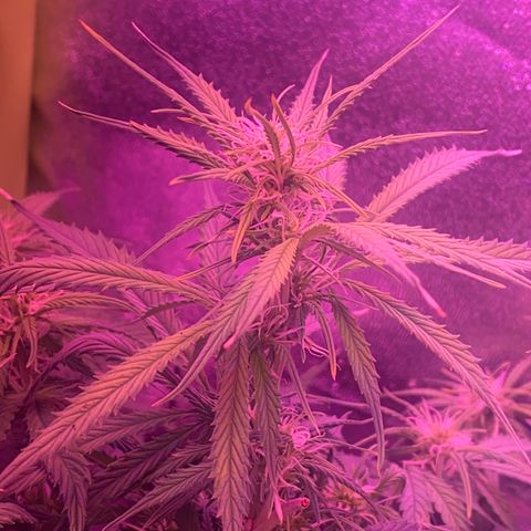 Gorilla Glue Auto growlog timeline photo
