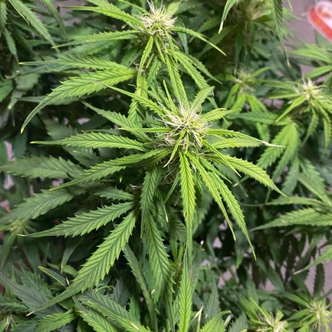 Gorilla Glue Auto growlog timeline photo