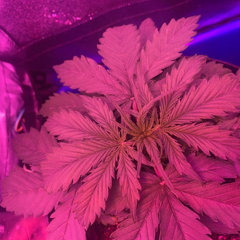 Gorilla Glue Auto growlog timeline photo