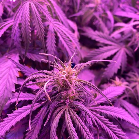 Gorilla Glue Auto growlog timeline photo