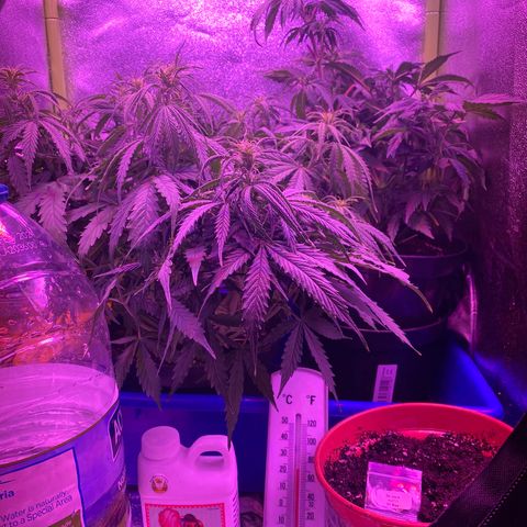 Gorilla Glue Auto growlog timeline photo