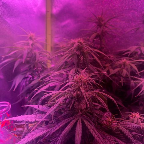 Gorilla Glue Auto growlog timeline photo