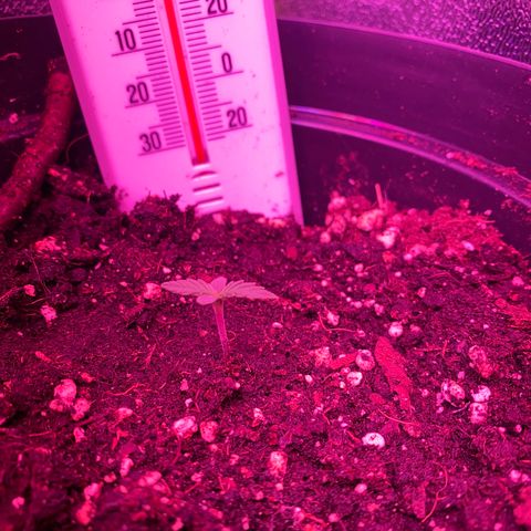 Gorilla Glue Auto growlog timeline photo