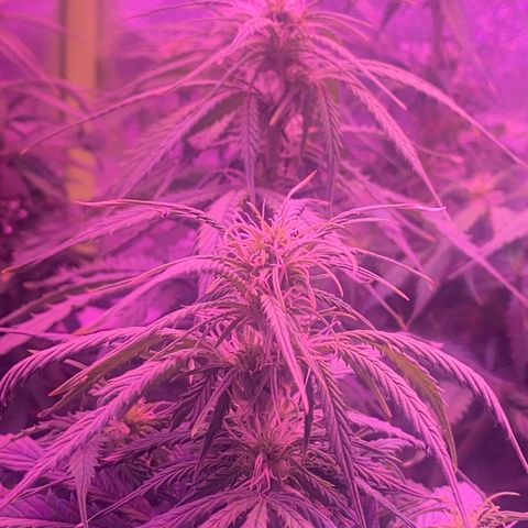 Gorilla Glue Auto growlog timeline photo
