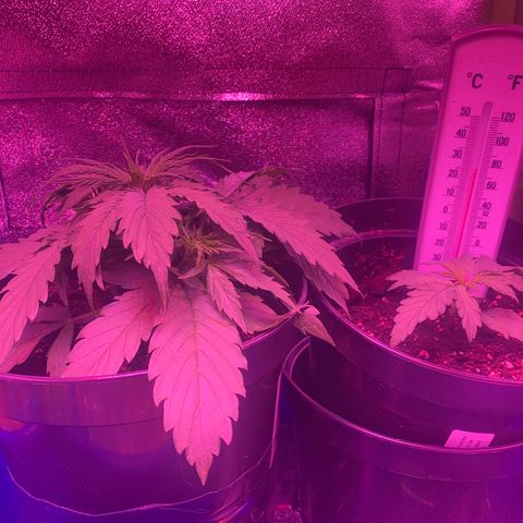 Gorilla Glue Auto growlog timeline photo