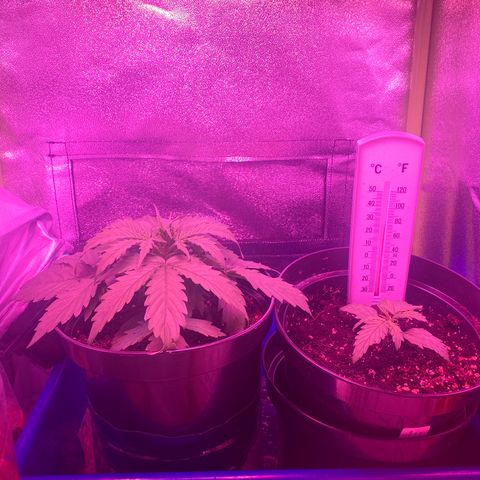 Gorilla Glue Auto growlog timeline photo