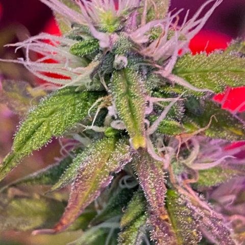 Gorilla Glue Auto growlog timeline photo
