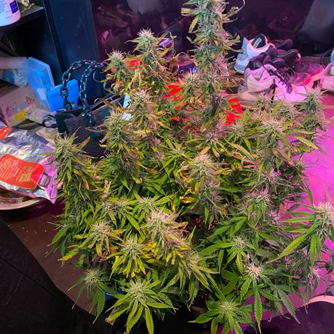 Gorilla Glue Auto growlog timeline photo