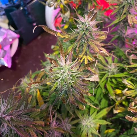 Gorilla Glue Auto growlog timeline photo