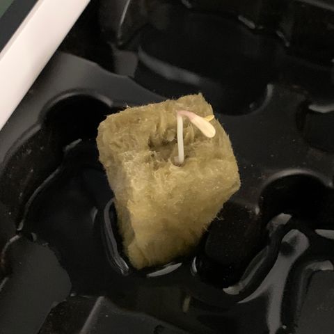 2nd Gen growlog photo: Healthy main stem. 