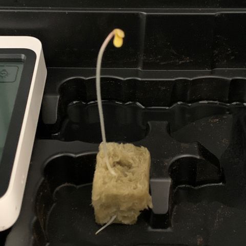 2nd Gen growlog photo: 2ng has grown 2” in 24hrs. Tap root has sprouted out the bottom of the rockwool cube. Transplanting into mason jar. 