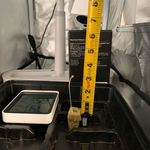 2nd Gen growlog photo: 2ng has grown 2” in 24hrs. Tap root has sprouted out the bottom of the rockwool cube. Transplanting into mason jar. 