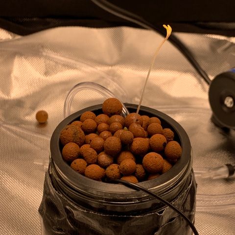 2nd Gen growlog photo: Transplant complete. 