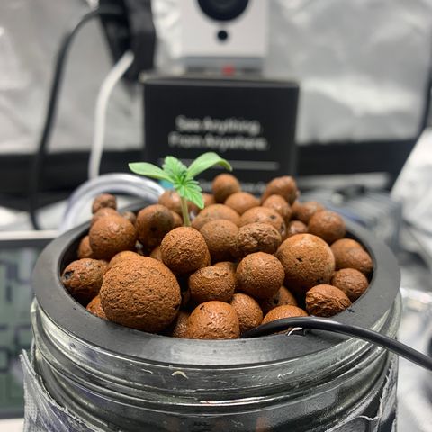 2nd Gen growlog photo: To prevent anymore Leggy Stem, split rockwool and bent stem inside and exposed at bottom to help with root development. 