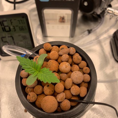 2nd Gen growlog timeline photo