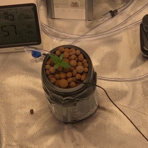 2nd Gen growlog timeline photo