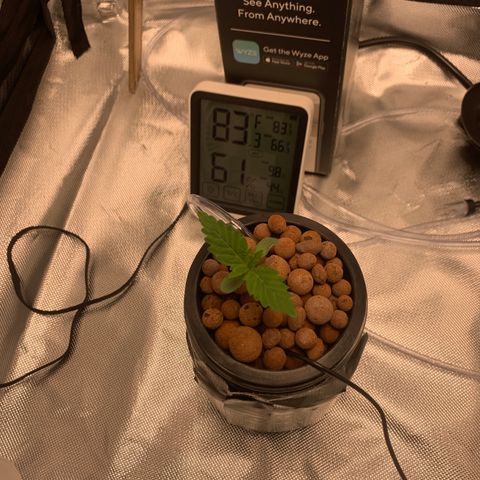 2nd Gen growlog timeline photo