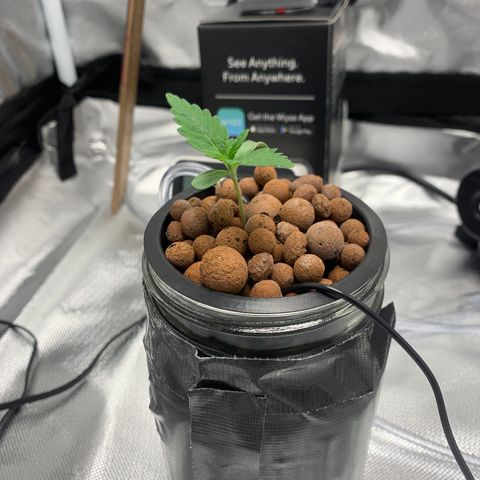 2nd Gen growlog timeline photo