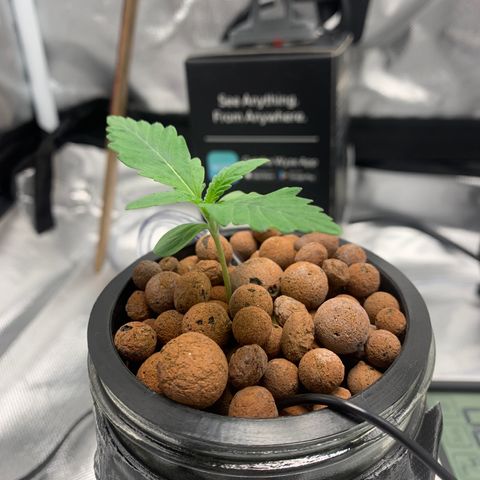 2nd Gen growlog timeline photo