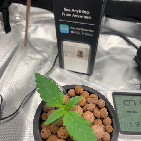 2nd Gen growlog timeline photo