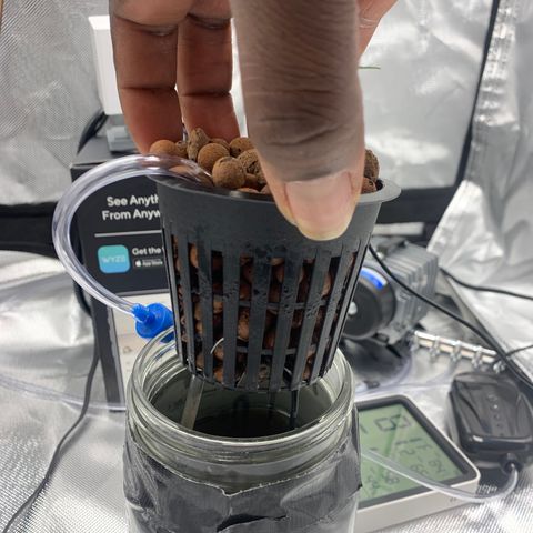 2nd Gen growlog photo: First visible root forming out towards the water.  