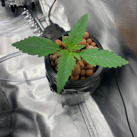 2nd Gen growlog timeline photo