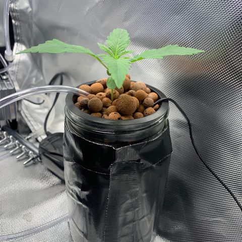 2nd Gen growlog timeline photo