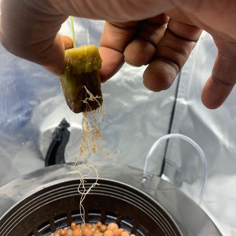 2nd Gen growlog photo: Major root development 
