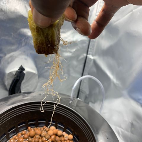 2nd Gen growlog photo: Major root development 