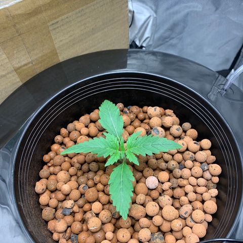 2nd Gen growlog timeline photo