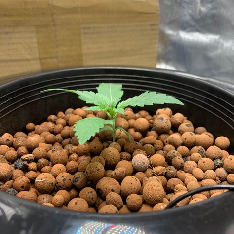 2nd Gen growlog timeline photo