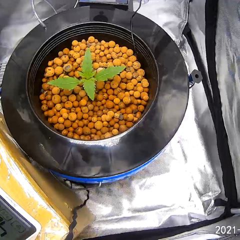 2nd Gen growlog timeline photo