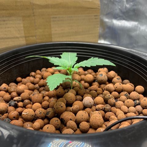 2nd Gen growlog timeline photo