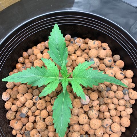2nd Gen growlog timeline photo