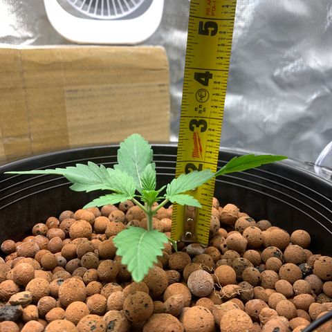 2nd Gen growlog timeline photo