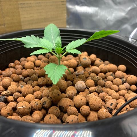 2nd Gen growlog timeline photo