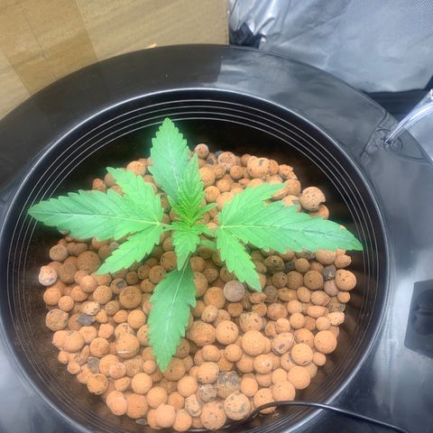 2nd Gen growlog photo: 2nd Node site is starting to grow in amazingly. 