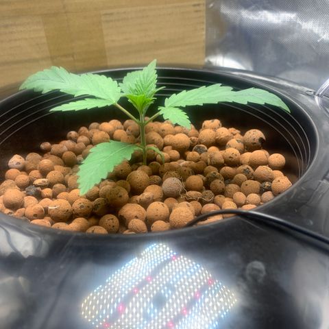 2nd Gen growlog photo: 2nd Node site is starting to grow in amazingly. 