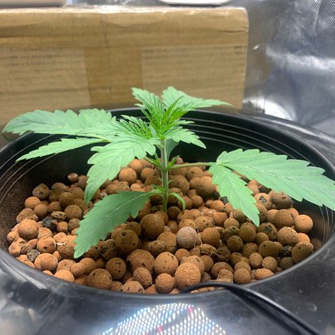 2nd Gen growlog timeline photo