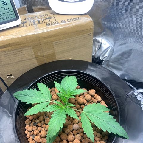 2nd Gen growlog timeline photo