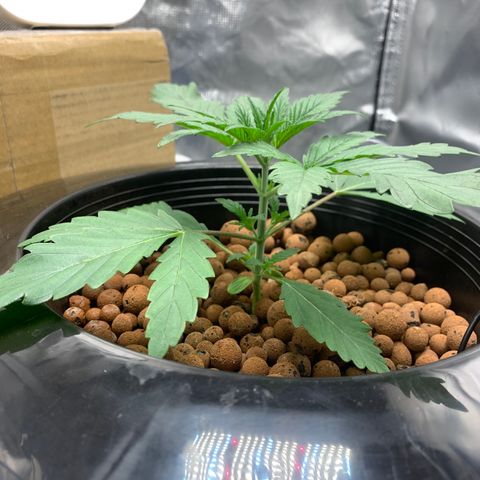 2nd Gen growlog timeline photo