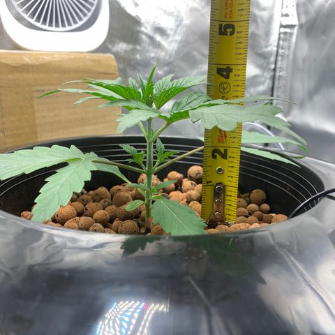 2nd Gen growlog timeline photo
