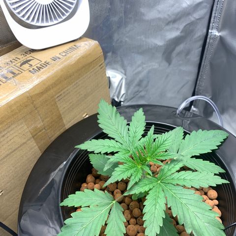 2nd Gen growlog timeline photo