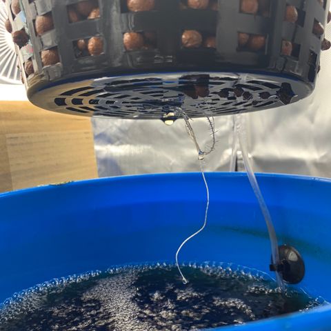 2nd Gen growlog photo: Roots are starting to sprout out the bottom. 