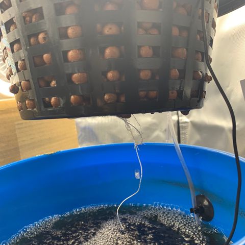 2nd Gen growlog photo: Roots are starting to sprout out the bottom. 