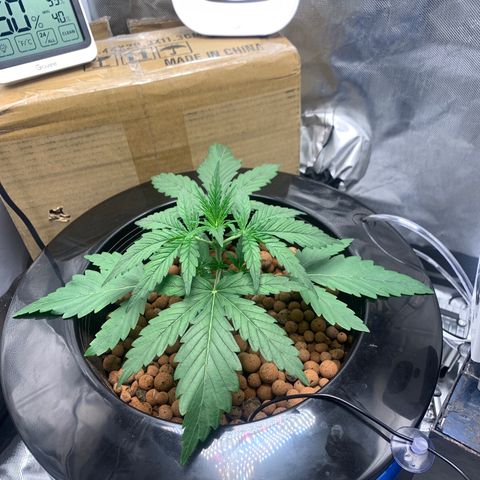 2nd Gen growlog timeline photo