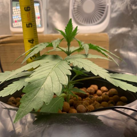 2nd Gen growlog timeline photo