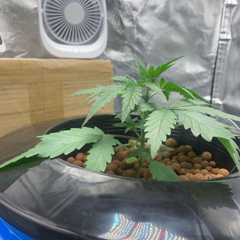 2nd Gen growlog timeline photo