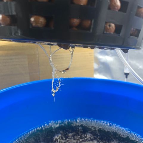 2nd Gen growlog photo: Root structure is coming along great. 